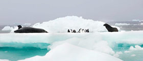 Visiter la gallerie Antartic
